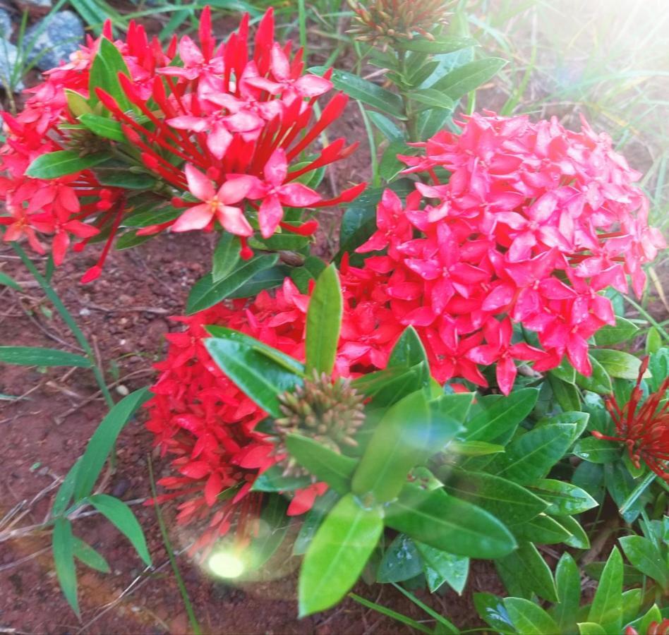 Homestay The Ixora - A Boutique