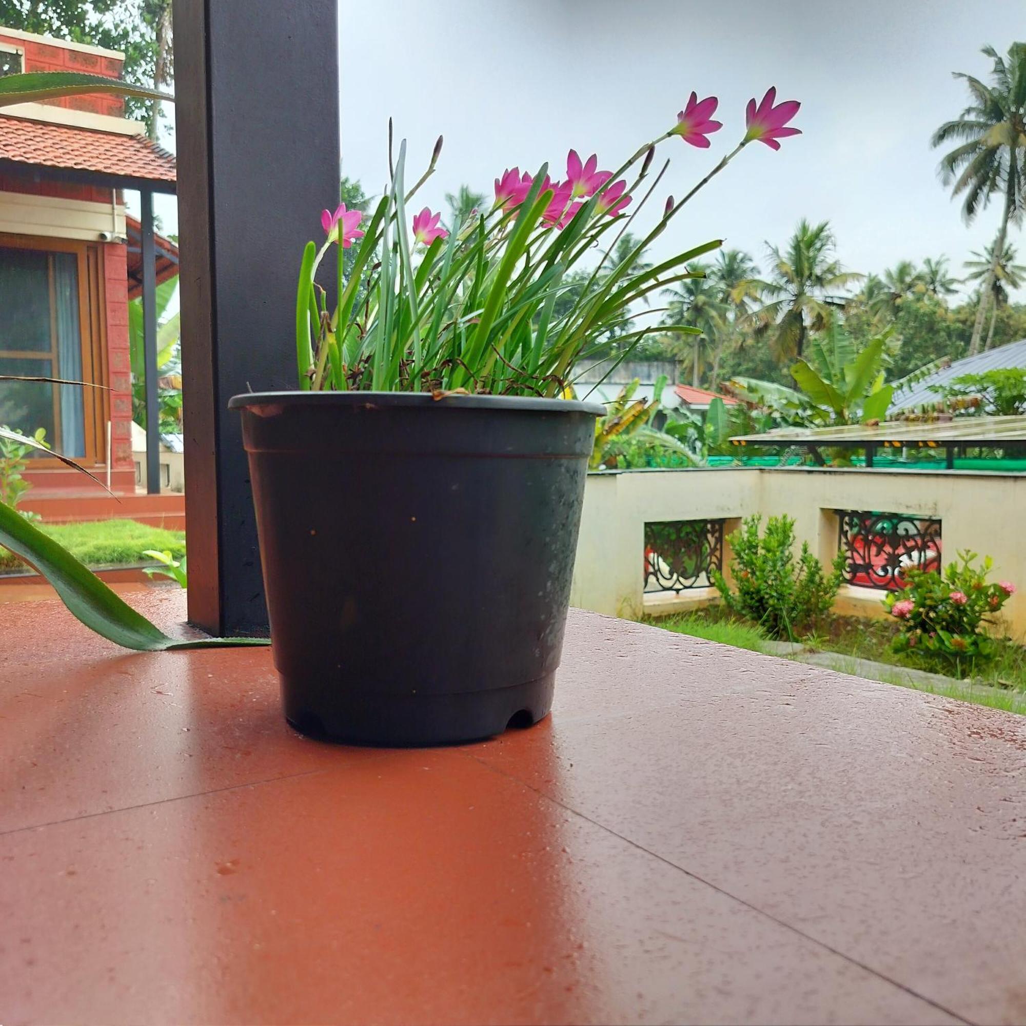 The Ixora - A Boutique Homestay Varkala